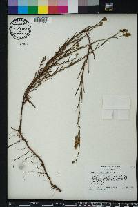 Ludwigia suffruticosa image