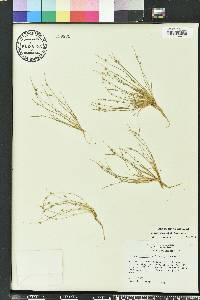 Isolepis carinata image