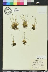 Lachnocaulon minus image