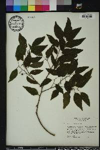 Celtis laevigata image