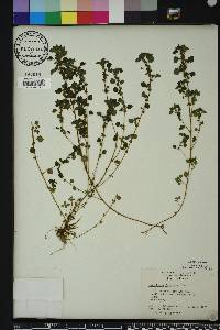 Parietaria floridana image