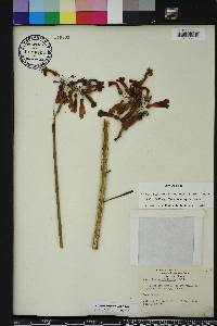 Kalanchoe delagoensis image