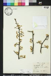 Prunus angustifolia image