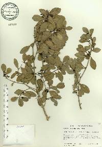 Gyminda latifolia image