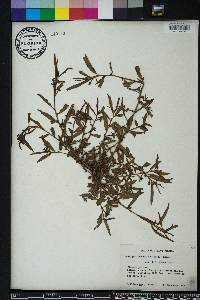 Ludwigia octovalvis image