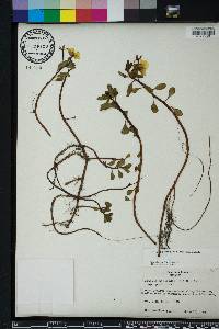 Ludwigia peploides image