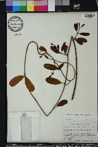 Rhabdadenia biflora image