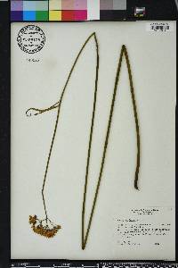 Asclepias lanceolata image