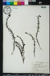 Sophronanthe hispida image