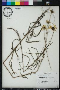 Helianthus angustifolius image