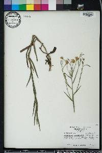 Pityopsis graminifolia image