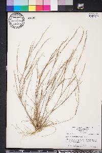 Aristida basiramea image