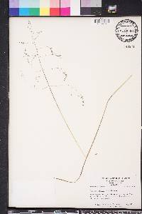 Poa autumnalis image