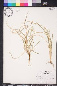 Poa cuspidata image