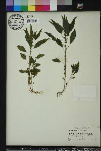 Parietaria pensylvanica image