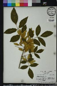 Fraxinus caroliniana image