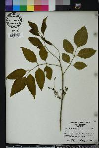 Fraxinus caroliniana image