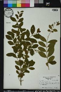 Ligustrum sinense image