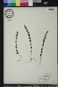 Scutellaria parvula image