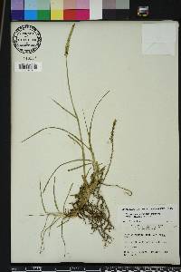 Paspalum notatum image