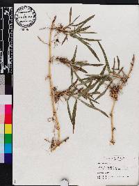 Panicum repens image