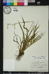 Paspalum blodgettii image