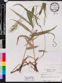 Panicum polyanthes image