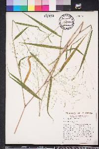 Kellochloa verrucosa image