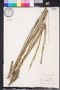 Spartina alterniflora image