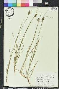 Carex complanata image