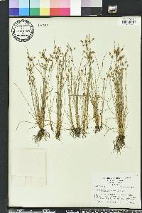 Fimbristylis dichotoma image