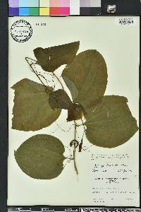 Smilax tamnoides image