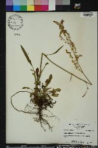 Rumex hastatulus image