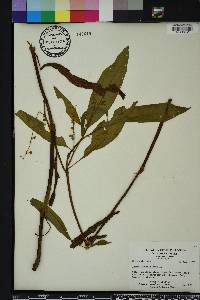 Rumex verticillatus image