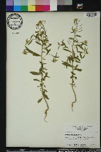 Erysimum cheiranthoides image