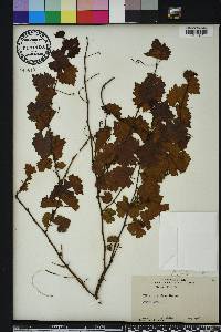 Vitis rotundifolia image