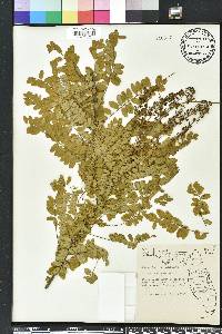 Amorpha herbacea image