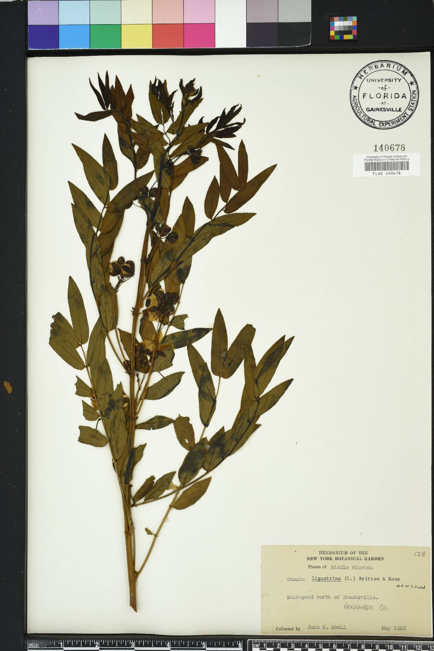 Senna ligustrina image