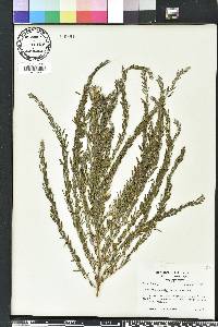 Lespedeza cuneata image