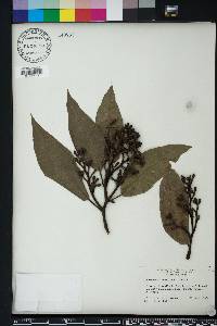 Corymbia torelliana image