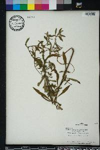 Ludwigia leptocarpa image