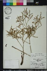 Limonium carolinianum image