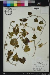 Ipomoea hederacea image