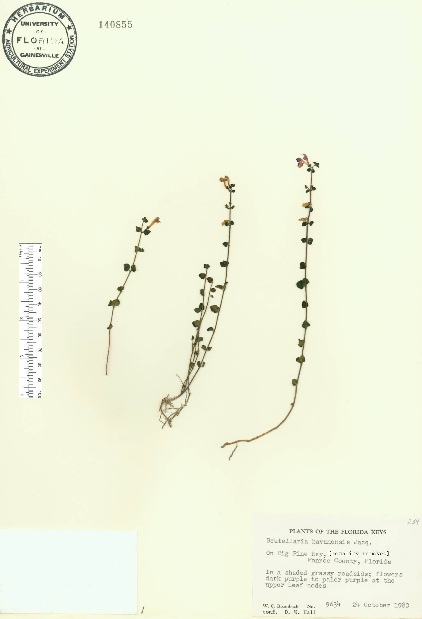 Scutellaria havanensis image