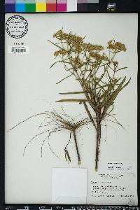 Flaveria linearis image