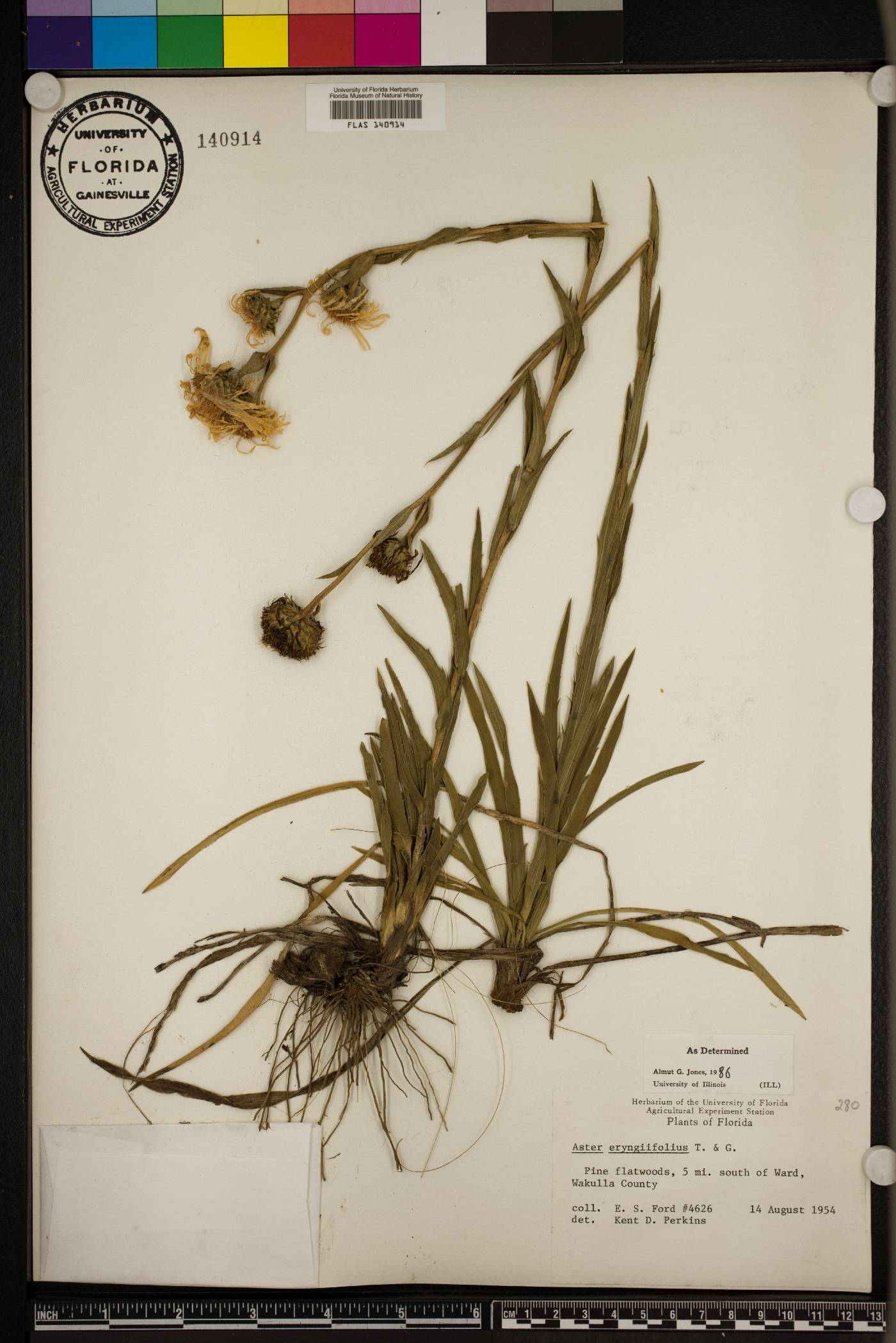 Eurybia eryngiifolia image