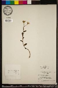 Symphyotrichum fontinale image