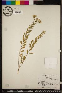 Sericocarpus tortifolius image