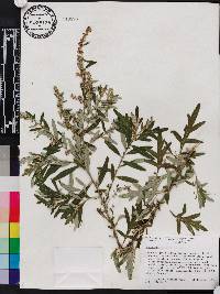 Artemisia vulgaris image