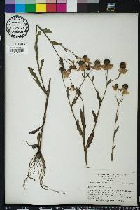 Helenium flexuosum image